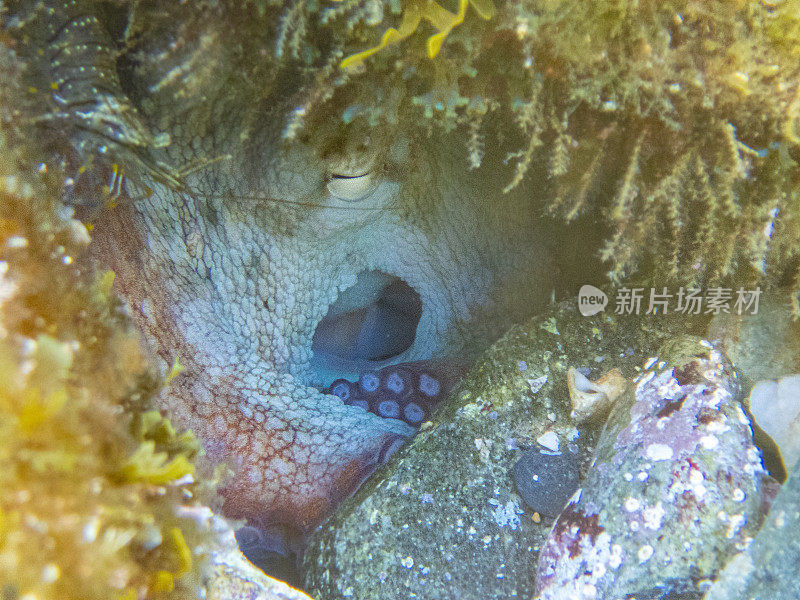 海底岩石中的普通章鱼——克雷斯角海洋保护区，加泰罗尼亚