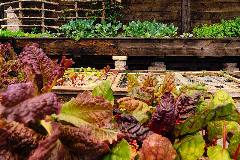 生菜和有机蔬菜在可持续温室花园