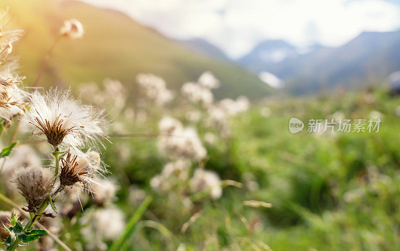 蓟草豆荚随风飘散在夏日的田野里，自然是夏秋的背景