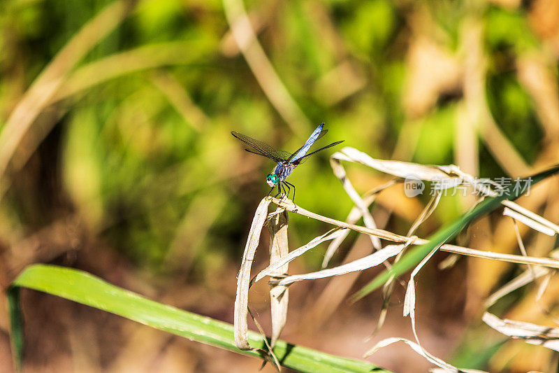 在阳光直射下，一只美丽的蜻蜓栖息在一片草地上