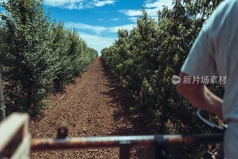 意大利的农业活动:从树上摘桃子