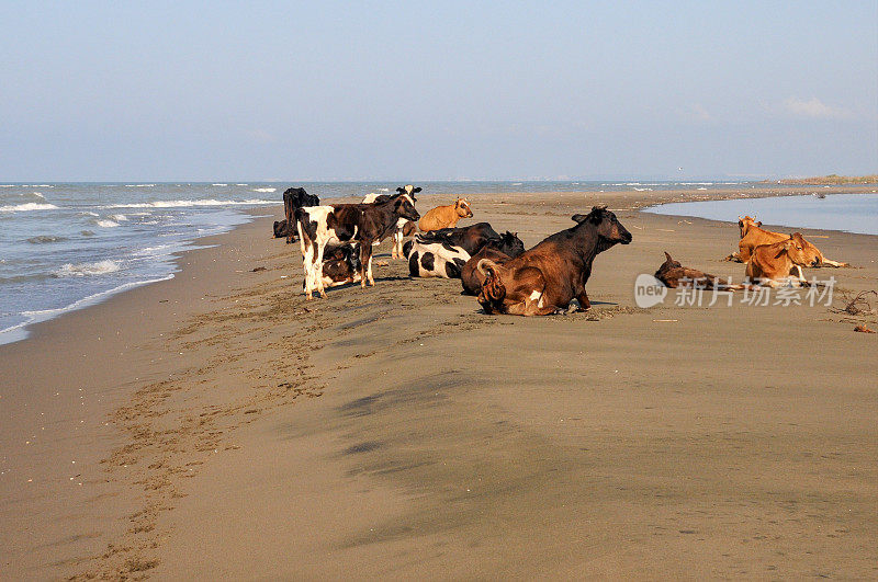 奶牛在海滩上晒日光浴