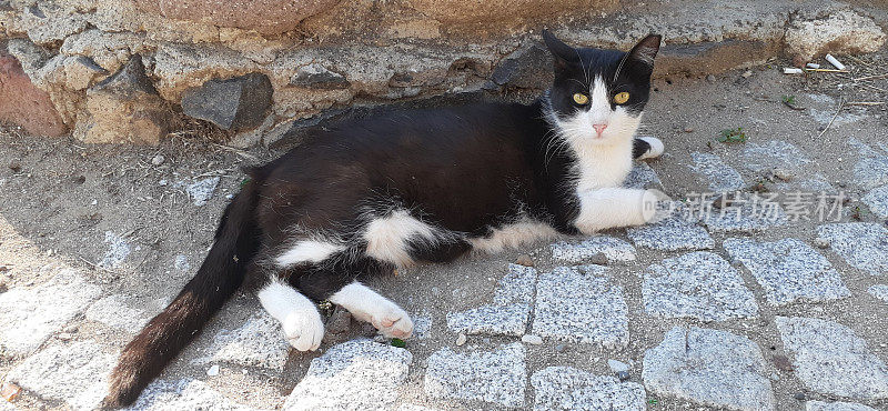 一只黑白相间的猫躺在街上