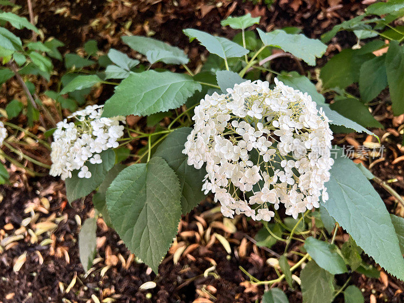 年轻的绣球花