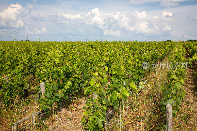 法国波尔多的葡萄园法国南部酿酒师用来酿酒的葡萄园