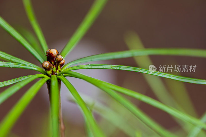 抽象的自然背景与日本伞形松针