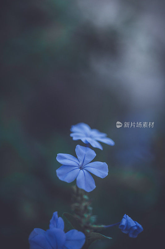 花园里的梧桐花