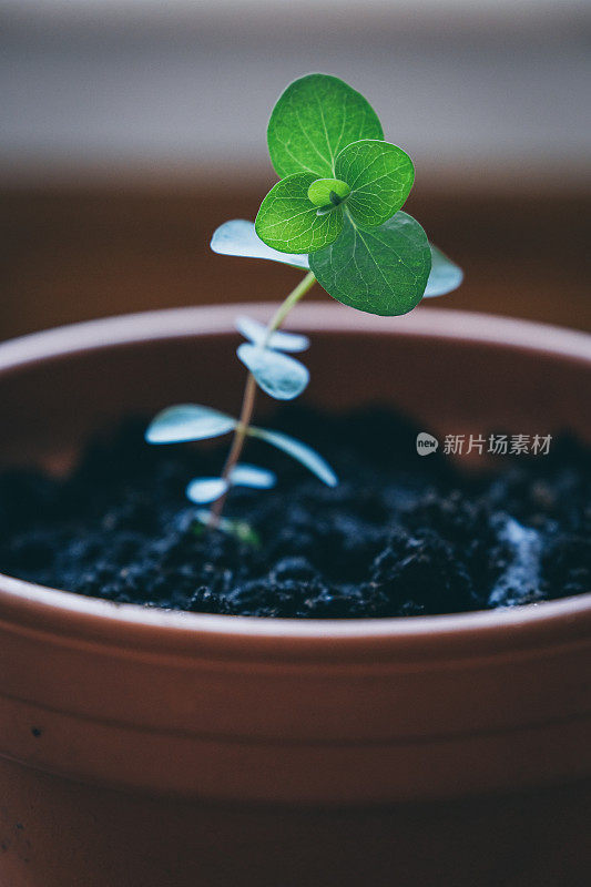 小蓝桉树植物在花盆里