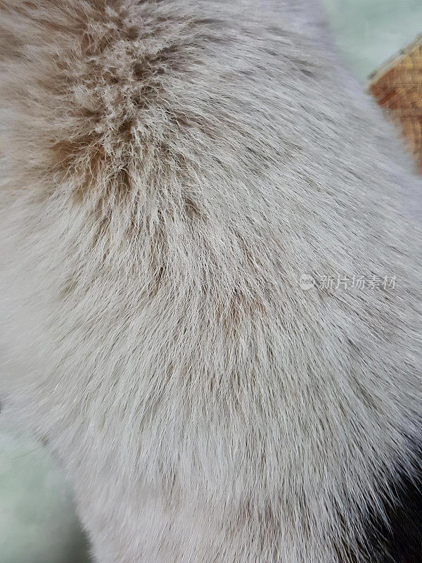 这是一张戴着帽子的猫的照片，这是一张戴着帽子的猫的皮毛的特写。