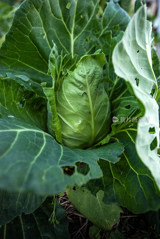 被害虫吃掉的圆锥形卷心菜