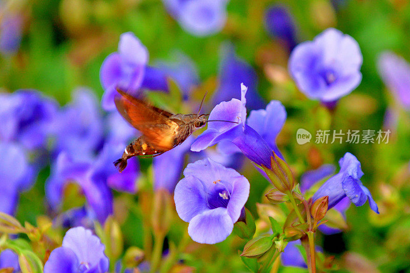 蜂鸟鹰蛾悬停与吸蜜