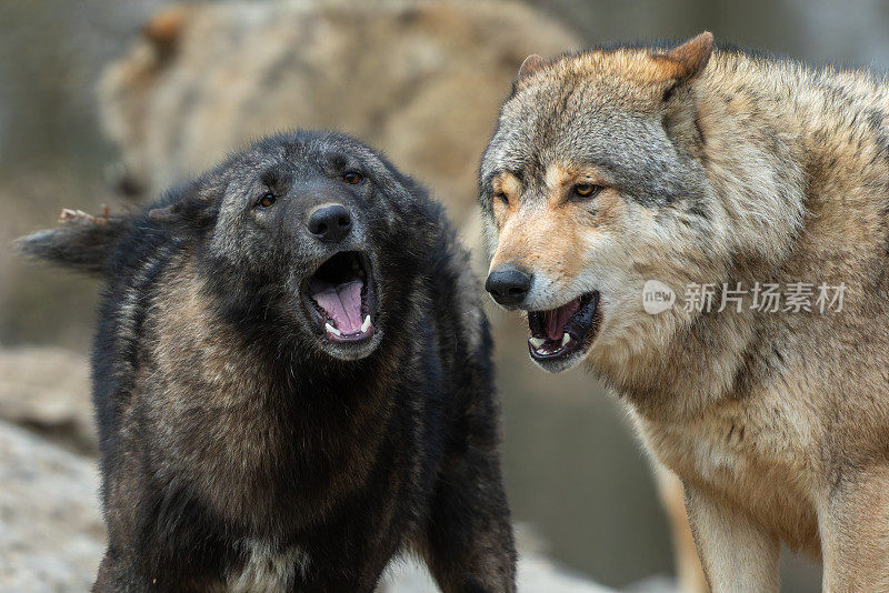 两只加拿大森林狼