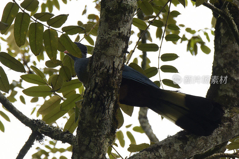 大蓝Turaco