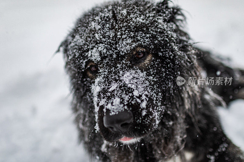 牧羊人躺在厚厚的雪地里