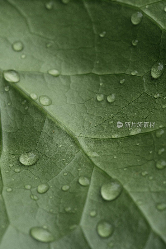 美丽的水滴雨后绿叶宏观