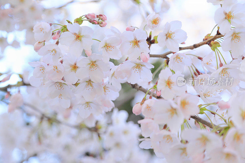 樱花在松本城堡，日本，长野县，松本，长野县