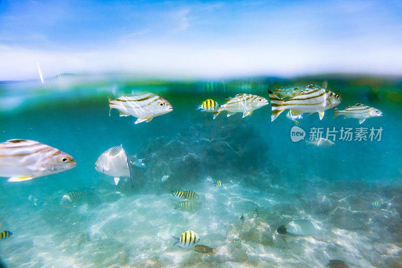 一群鱼在湛蓝的天空下在海洋里游泳。