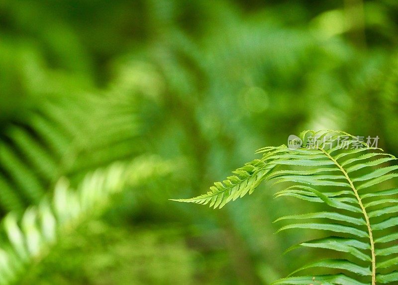 蕨类植物文摘