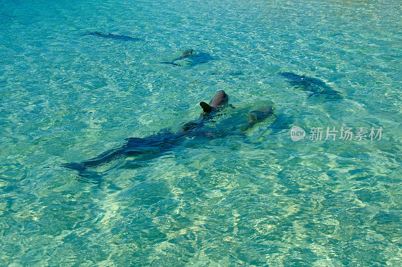 在浅水区游泳的海豚