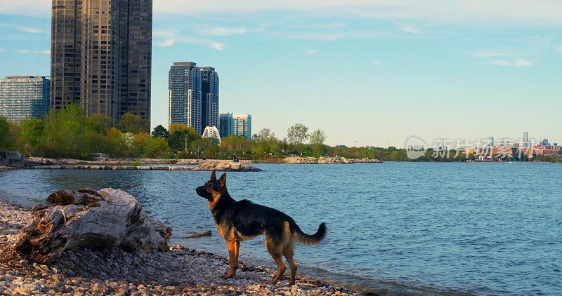 狗在城市湖边宁静的心情特写电影狗享受宁静的城市自然宁静的时刻。狗在城市背景下的平静，象征着人与动物和谐相处的自然魅力。
