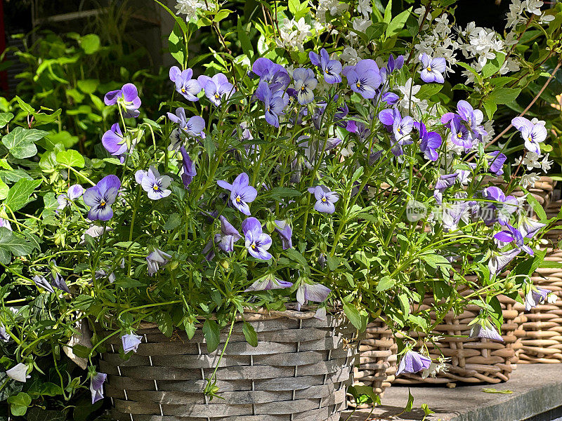观赏植物紫罗兰花三色堇，蓝色紫罗兰，心肝，爱不顾身，快吻我。