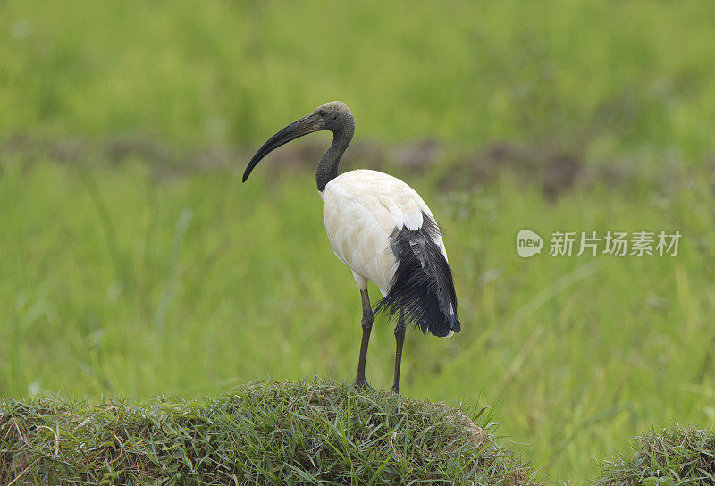 非洲朱鹮