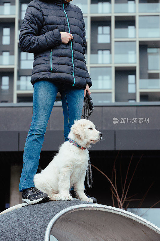 拴着皮带的金毛猎犬和女孩主人一起在城市户外。