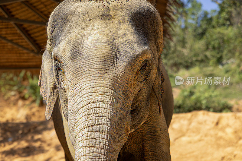 普吉岛大象保护区的大象特写