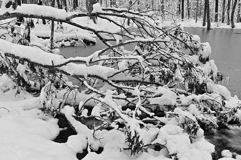 春池边，倒下的树和新下的雪