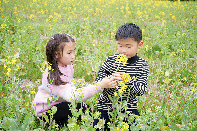 两个孩子在采摘油菜花