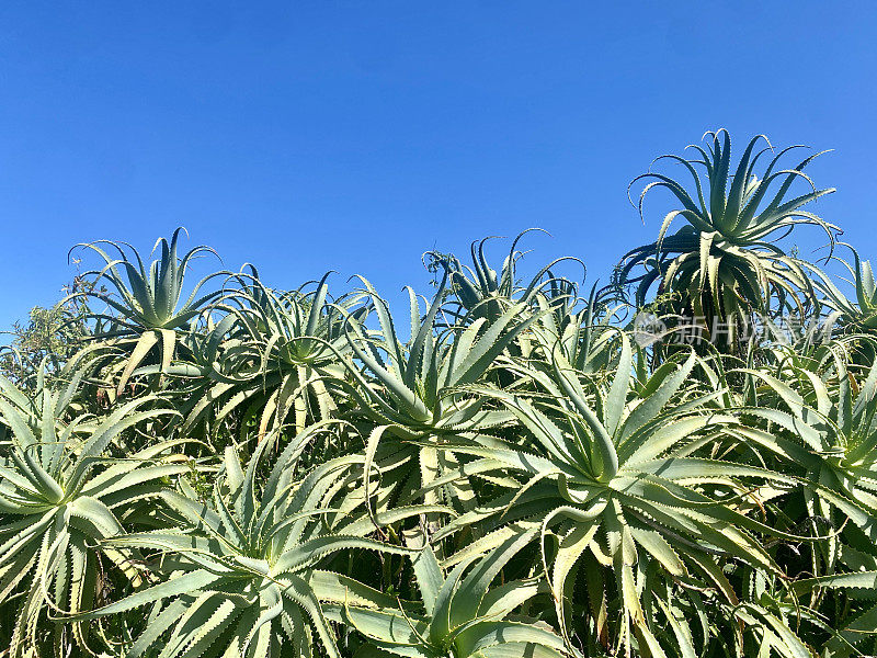 龙舌兰植物群