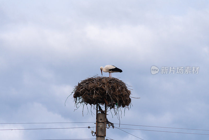 鹳在电线杆上筑巢