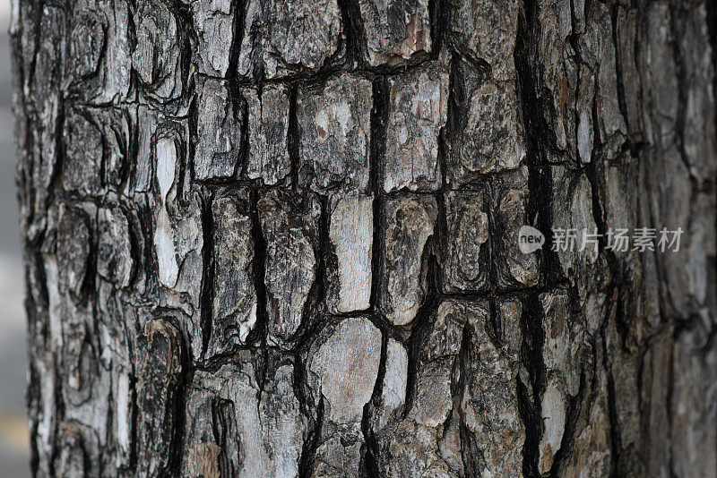 树皮纹理背景。剥去有裂痕的树皮。树皮。树的纹理。木质纹理。