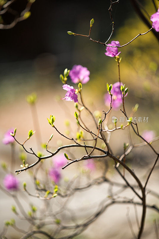 杜鹃花