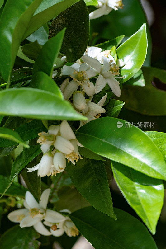 橙树花特写