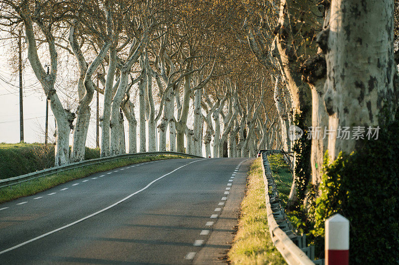 树木环绕的道路