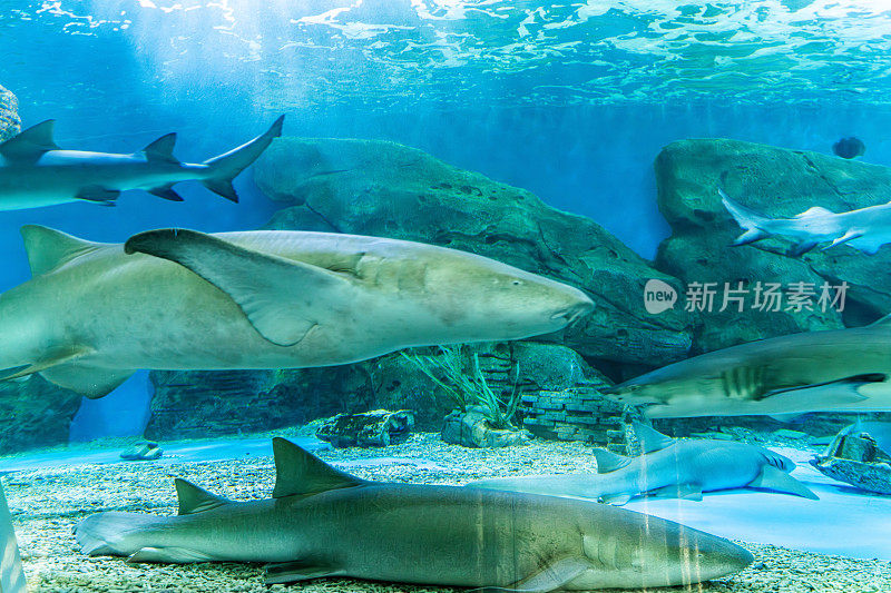 水族馆里饲养的鲨鱼