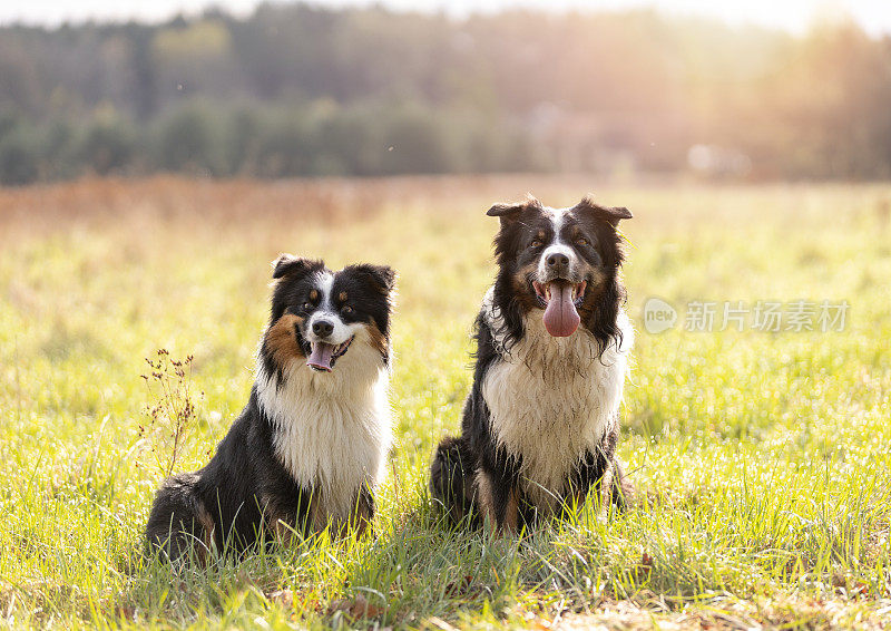 阳光明媚的日子里，两只澳大利亚牧羊犬坐在草地上