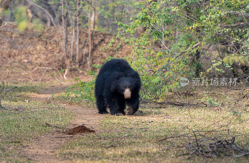 野生树懒熊漫游在印度拉贾斯坦邦的Ranthambore国家公园