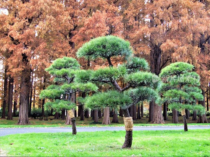 日本。11月。水杉林前的松树在为冬天做准备。