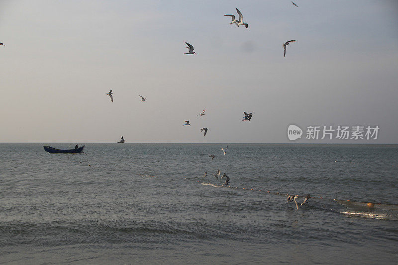 海鸥在波涛的怒吼中低飞