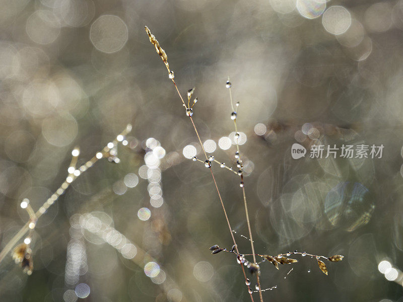 抽象的背光草和水滴的背景