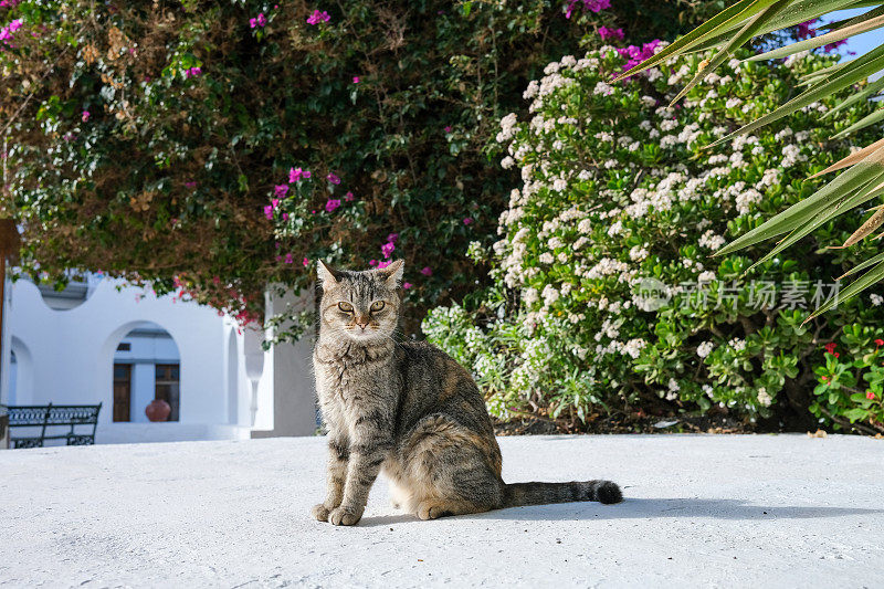 猫坐在粉刷过的屋顶上