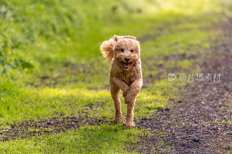 金毛犬不受束缚地奔跑