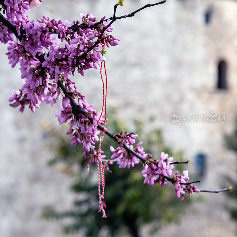 三月的红白手镯传统上是挂在春天盛开的粉红色花朵的树上，背景是塞萨洛尼基的白塔