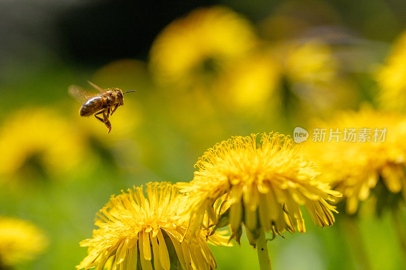 蜜蜂飞向蒲公英