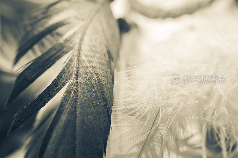 羽毛抽象背景的捕梦网