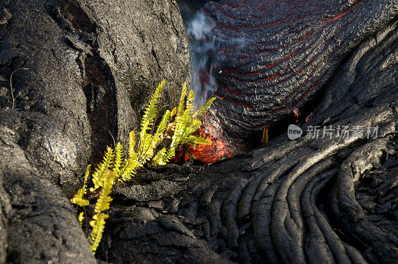 燃烧的熔岩蕨类植物
