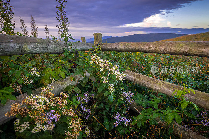 沿着阿巴拉契亚山道的野花和栅栏