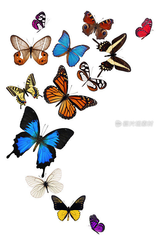 色彩斑斓的蝴蝶